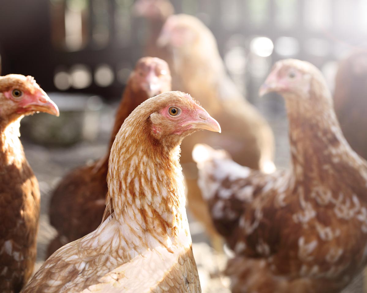 La filiera del pollo bofrost